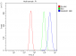 Anti-SAMHD1 Antibody Picoband™ (monoclonal, 3B9)